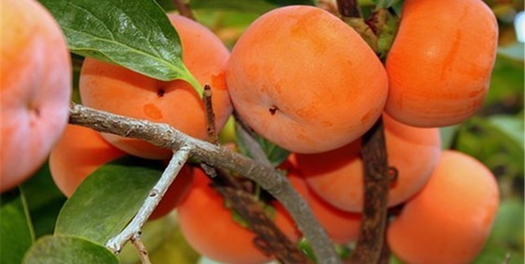 میوه ضد چاقی