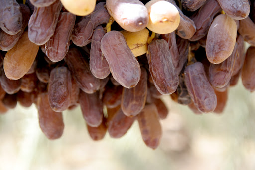پیارم ، عروس خرماهای ایران