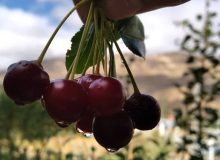 جشنواره آلبالو در یک روز داغ تابستان