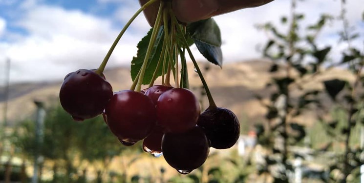 جشنواره آلبالو در یک روز داغ تابستان