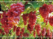 این میوه را به رژیم غذایی خود اضافه کنید