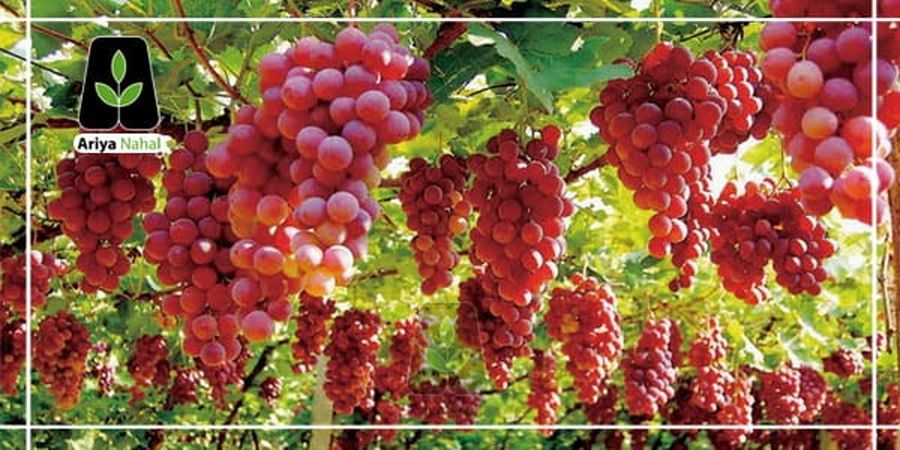 این میوه را به رژیم غذایی خود اضافه کنید