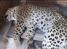 مرگ در عملیات زنده‌گیری