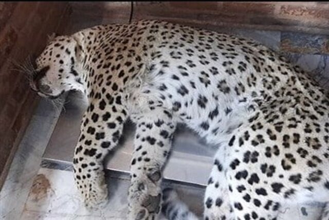 مرگ در عملیات زنده‌گیری