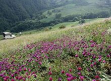 گل و گیاه دامن زاگرس را نتکانیم