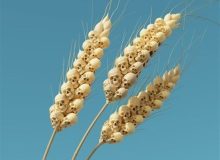 فاجعه غذایی دنیا در راه است