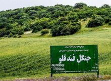 پتروفندقلو؛ جنگلی با عطر پتروشیمی!