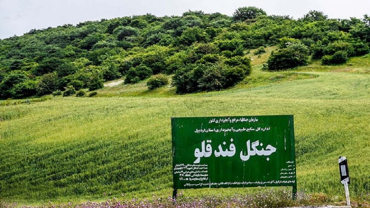 پتروفندقلو؛ جنگلی با عطر پتروشیمی!