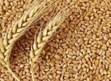 “گندم” در صدر واردات ایستاد