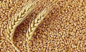 “گندم” در صدر واردات ایستاد