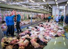 مصرف گوشت دام تازه ذبح شده پس از ۲۴ ساعت نگهداری در یخچال