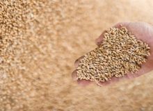 کاهش شاخص قیمت جهانی غذا