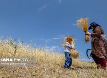 سال استثنایی گندم