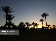 ۱۰۰‌ درصد خرما از دست رفت
