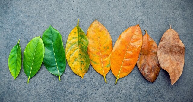 دلیل علاقه‌ بیشتر ما به یک فصل خاص چیست؟