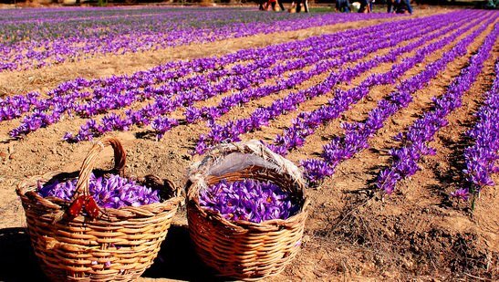 پادشاهی تاجران افغانستان در شطرنج زعفران ایران