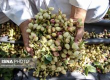 کشاورزان و پسته‌های کرمان دیگر نمی‌خندند