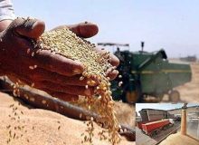 وعده مسوولان به پایان رسید؛ چرا قیمت نهایی گندم اعلام نمی‌شود؟