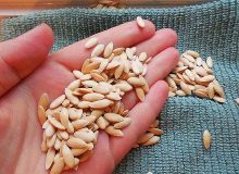 خواص عجیب یک تخم که در سطل آشغال می ریزیم!