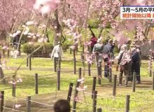 رکورد گرم‌ترین بهارِ ژاپن در ۱۲۵ سال گذشته