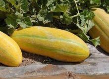 این خوراکی‌ها را همراه خربزه اصلا مصرف نکنید!