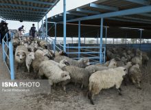 خرید گوشت قرمز از دامداران آری یا خیر؟
