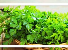 ۱۰ گیاه معجزه گر برای درمان کم خونی