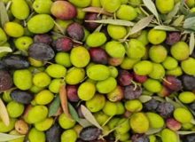 خشکسالی روغن زیتون را در اروپا کم یاب کرد