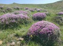 گَون زارها سدی محکم برای پیشگیری از بروز فرسایش خاک