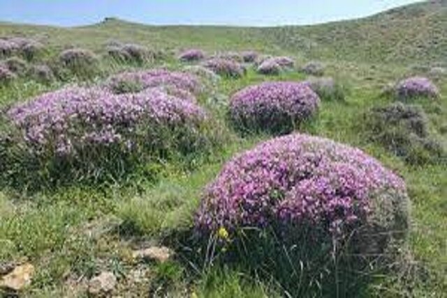 گَون زارها سدی محکم برای پیشگیری از بروز فرسایش خاک