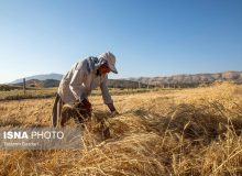 پرداخت مطالبات گندمکاران تا پایان مهر ماه/ رشد ۴۴ درصدی خرید گندم