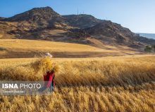 احتمال اعلام قیمت گندم تا پایان هفته آینده