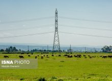بارندگی‌ها چقدر علوفه تولید می‌کند؟