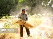 چند توصیه به گندمکاران برای برداشت گندم