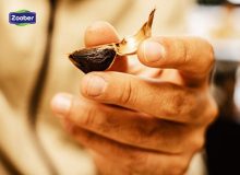 تفاوت سیر سیاه و سیر سفید + خواص شگفت انگیز