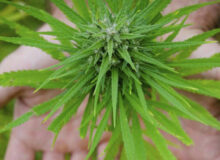 مخدرهای عجیب که به اسم گل به فروش میرسند اما بسیار خطرناکتر هستند