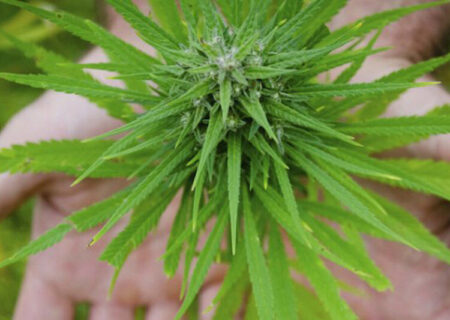 مخدرهای عجیب که به اسم گل به فروش می‌رسند اما بسیار خطرناک‌تر هستند