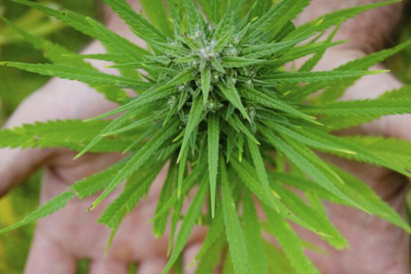 مخدرهای عجیب که به اسم گل به فروش میرسند اما بسیار خطرناکتر هستند